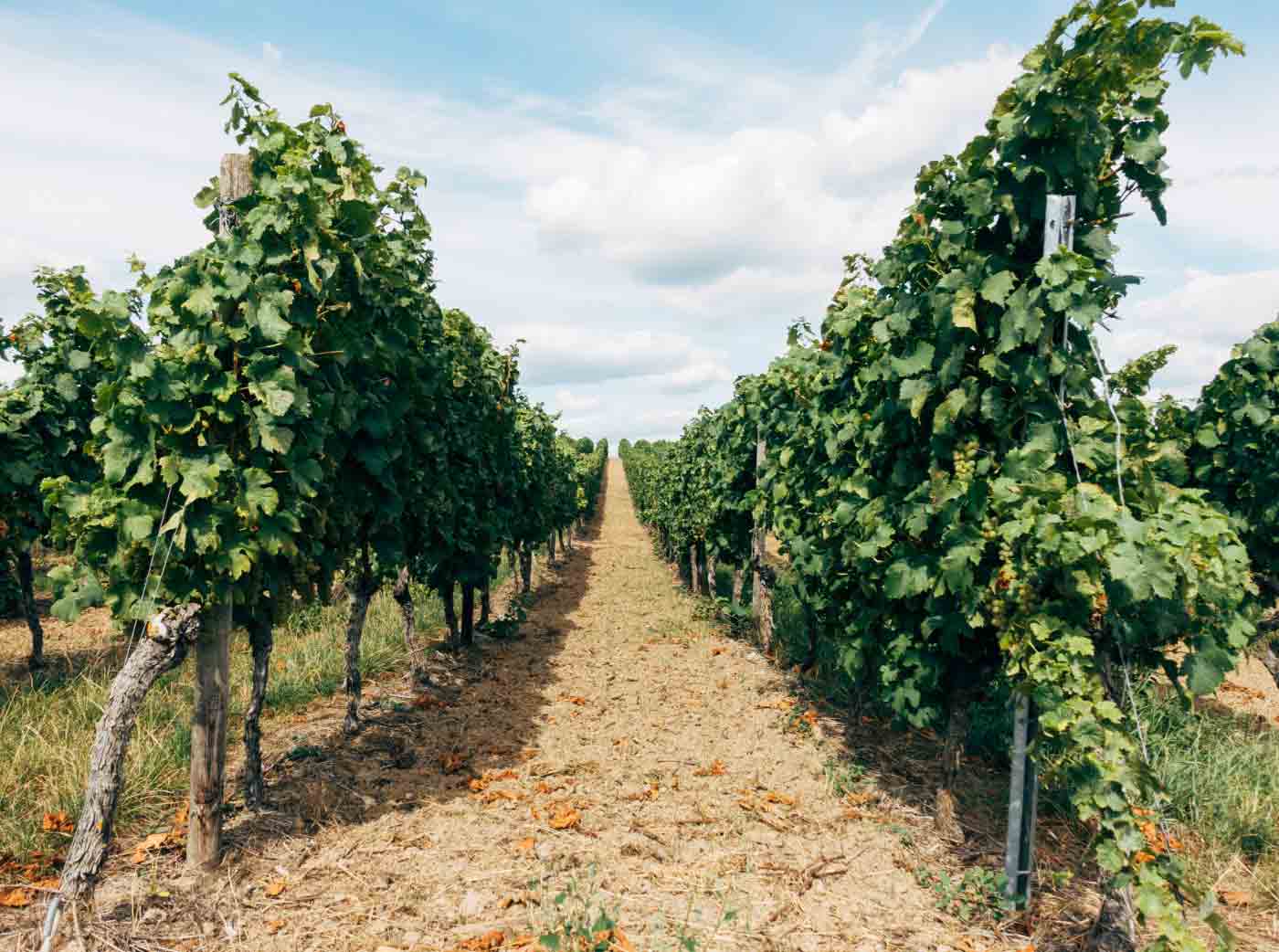 Fruit fields